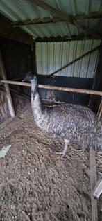mooie emoe te koop, Dieren en Toebehoren, Pluimvee, Mannelijk, Overige soorten