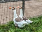 Schitterend koppeltje twentse landganzen!, Dieren en Toebehoren, Pluimvee, Meerdere dieren, Gans of Zwaan