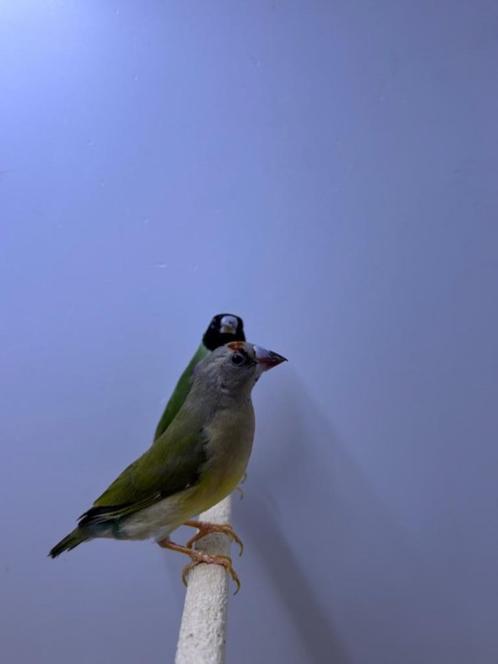 Gouldamadine (jong), Dieren en Toebehoren, Vogels | Overige Vogels, Tropenvogel, Meerdere dieren