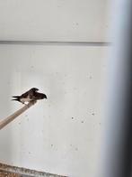 Japanse meeuwen 2025 niet geringd, Dieren en Toebehoren, Vogels | Overige Vogels, Meerdere dieren