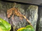 Wimper gecko’s, Hagedis