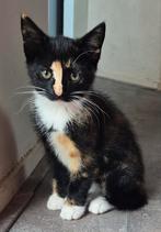 Lieve speelse kittens, Dieren en Toebehoren, Katten en Kittens | Overige Katten, Poes