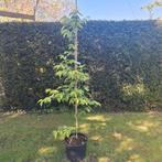 Zevenzonenboom, Ophalen, Volle zon, Overige soorten