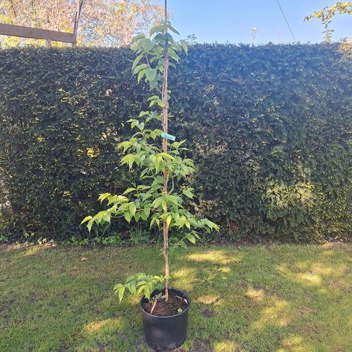 Zevenzonenboom, Tuin en Terras, Planten | Bomen, Overige soorten, Volle zon, Ophalen