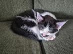 4 leuke kittens, Dieren en Toebehoren, Poes