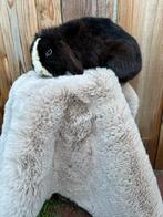 Raszuivere minilop ram, Ophalen, Zo goed als nieuw