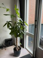 Pachira Aquatica Gevlochten - geldboom plant, Ophalen, Halfschaduw, Minder dan 100 cm