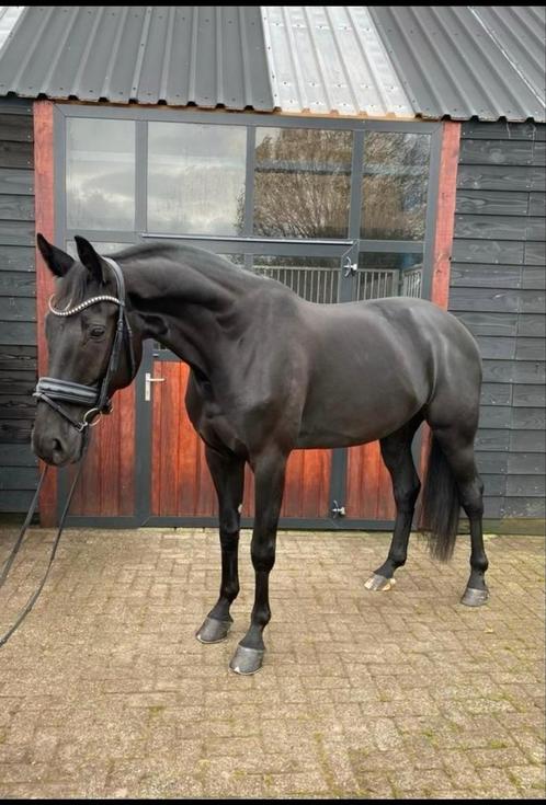 Falabella hengst &Z1 ruin Glamourdale, Dieren en Toebehoren, Pony's, Hengst, Niet van toepassing, A pony (tot 1.17m), Recreatiepony