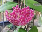 Hoya pubicalyx 'SAO111', Ophalen of Verzenden, Overige soorten, Minder dan 100 cm