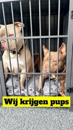 Pocket Bully pups, Dieren en Toebehoren, Honden | Bulldogs, Pinschers en Molossers, 8 tot 15 weken, Geslacht onbekend, Meerdere