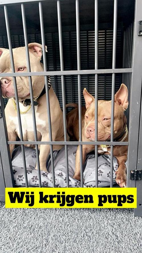 Pocket Bully pups, Dieren en Toebehoren, Honden | Bulldogs, Pinschers en Molossers, Geslacht onbekend, Overige rassen, Particulier