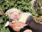 Franse Bulldogjes met neus en staartjes, Dieren en Toebehoren, Honden | Bulldogs, Pinschers en Molossers, België, Fokker | Hobbymatig