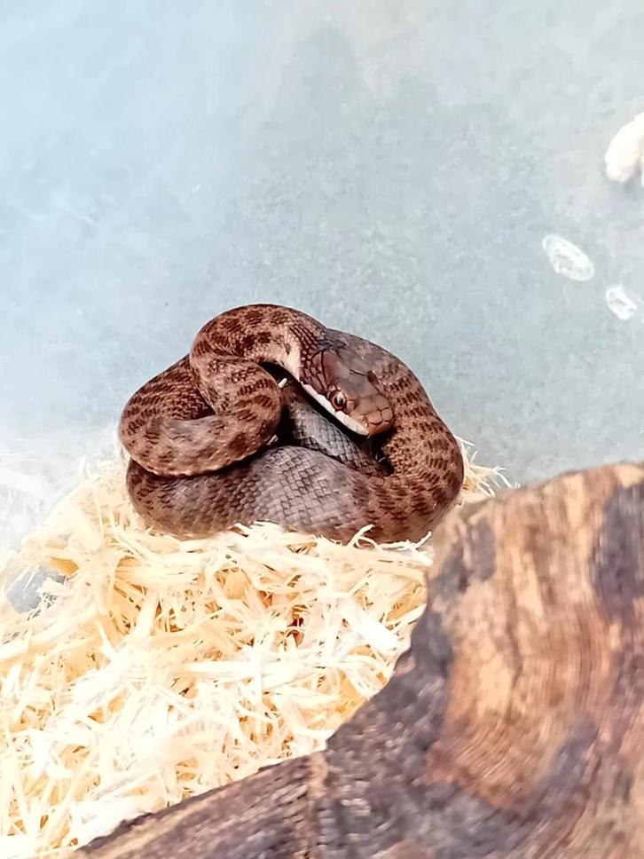 Zamenis Persicus inclusief verblijf