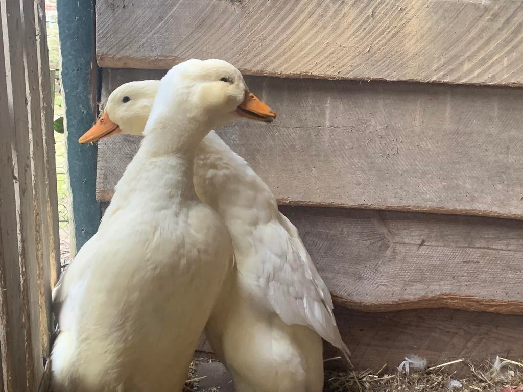 2 peking eenden te koop, Dieren en Toebehoren, Pluimvee, Eend, Meerdere dieren