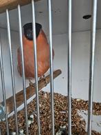 Koppel noorse goudvinken, Meerdere dieren, Wildzangvogel, Geringd