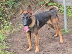 Mechelse Herder, Dieren en Toebehoren, Honden | Herdershonden en Veedrijvers, 15 weken tot 1 jaar, Reu, CDV (hondenziekte), Eén hond