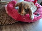 Lief Frans Hangoor konijntje te reserveren, Mannelijk, Groot, Hangoor, 0 tot 2 jaar