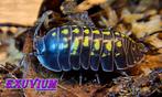 Armadillidium cf. apuanum isopods/pissebedden, Overige soorten