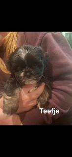 Laatste pup van het nest zwart teefje, Dieren en Toebehoren, Honden | Niet-rashonden, 8 tot 15 weken, Meerdere, Meerdere dieren