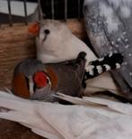 Spannetje zebravinken, Dieren en Toebehoren, Vogels | Overige Vogels, Meerdere dieren