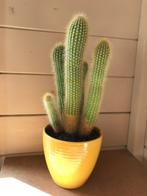 cactus, Ophalen, Minder dan 100 cm, Volle zon, In pot