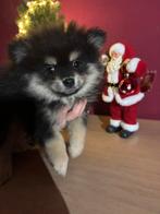 Mooie Pomeriaan Bearface Reutje, Dieren en Toebehoren, Honden | Poolhonden, Keeshonden en Oertypen, Overige rassen, Meerdere, Meerdere dieren