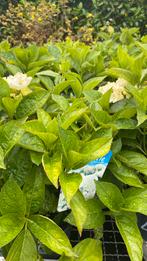 Boeren hortensia ‘little’, Tuin en Terras, Planten | Tuinplanten, Ophalen