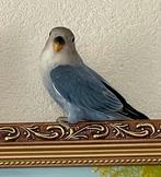 Prachtige hand tamme Agapornis Dwergpapegaai, Dieren en Toebehoren, Vogels | Parkieten en Papegaaien, Meerdere dieren, Dwergpapegaai of Agapornis