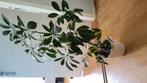 Schefflera +- 50cm, Huis en Inrichting, Kamerplanten, Ophalen, Halfschaduw, Minder dan 100 cm
