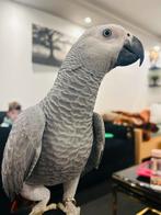 Grijze Roodstaart tamme, Dieren en Toebehoren, Vogels | Parkieten en Papegaaien, Mannelijk, Papegaai
