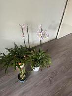 Planten in pot/ orchideeën/ kamerplanten, Huis en Inrichting, Kamerplanten, Ophalen of Verzenden, Overige soorten, In pot, Minder dan 100 cm
