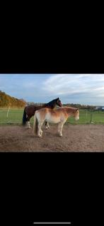 Kleinschalige stalling voor 3 paarden, Stalling
