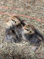 Ukkelse baardkriel kuikens, Dieren en Toebehoren, Pluimvee, Meerdere dieren, Kip