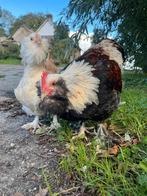 Gezocht: broedeieren faverolle groot, Dieren en Toebehoren, Pluimvee, Geslacht onbekend, Kip