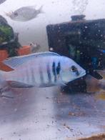 Placidochromis electra likoma, Vis, Zoetwatervis