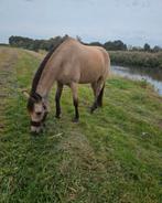 Ruin Maatje gezocht cq 1 plek beschikbaar bij onze merrie, Dieren en Toebehoren