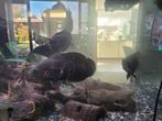 Astronotus ocellatus pauwoog cichlide 3x, Vis