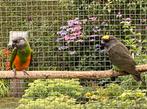 Kweekkoppel Meyer x Senegal papegaai, Dieren en Toebehoren, Vogels | Parkieten en Papegaaien, Meerdere dieren, Papegaai, Geringd