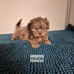 bijzondere kleurtjes choco shih tzu pups, Overige rassen, 8 tot 15 weken, Meerdere, Meerdere dieren
