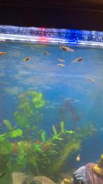 10 gratis  baby guppies, Dieren en Toebehoren, Vissen | Aquariumvissen, Vis