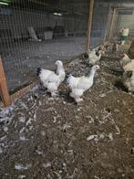 Kippen,Brahma columbia en zwart-wit, Dieren en Toebehoren, Pluimvee, Meerdere dieren, Kip