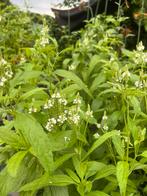 Verbena hastata Alba - Ijzerhard Wit, Volle zon, Vaste plant, Zomer, Ophalen