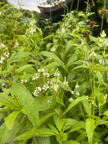 Verbena hastata Alba - Ijzerhard Wit beschikbaar voor biedingen