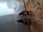 Trio wyandotte groot, Meerdere dieren, Kip