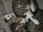 2 kittens, Dieren en Toebehoren, Katten en Kittens | Overige Katten, Meerdere dieren