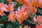 Cornus kousa 'Norman Hadden' Japanse kornoelje herfstkleur, Tuin en Terras, Ophalen of Verzenden, Overige soorten, Struik