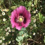 Donkerpaarse papaver somniferm (enkel), Ophalen of Verzenden, Voorjaar, Volle zon, Zaad