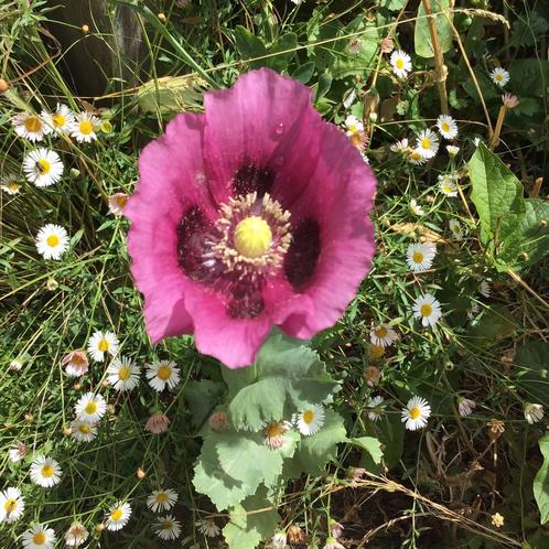 Donkerpaarse papaver somniferm (enkel), Tuin en Terras, Bloembollen en Zaden, Zaad, Voorjaar, Volle zon, Ophalen of Verzenden