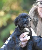 8 (nog 1!) Geweldige, enorm sociale Boomer pups middenmaat, Dieren en Toebehoren, Honden | Chihuahua's en Gezelschapshonden, Nederland