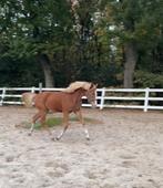 Mooie jaarling D-pony NRPS te koop, Dieren en Toebehoren, Pony's, Merrie, Gechipt, Dressuurpony, 0 tot 2 jaar